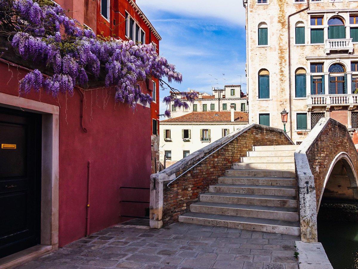 SimonVenturini's tweet photo. #VENEZIA • In questi giorni la città si sta colorando del lilla dei #glicini.

Girando tra calli, ponti e canali questi splendidi #fiori spuntano da muretti e portoni.

Buon #SabatoSanto a tutti! https://t.co/7pjn76EVSB