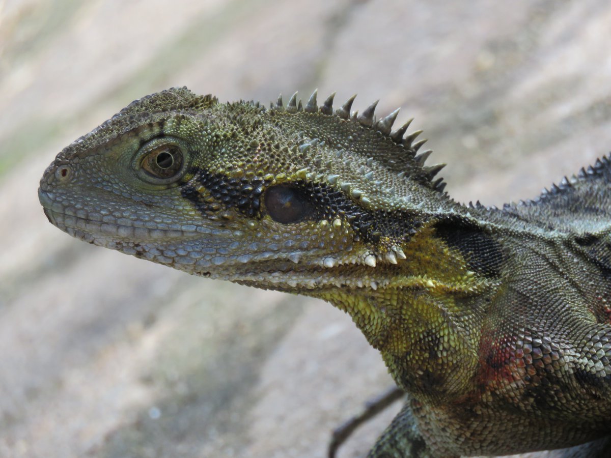Anthony Walton's Nature Photography tweet media