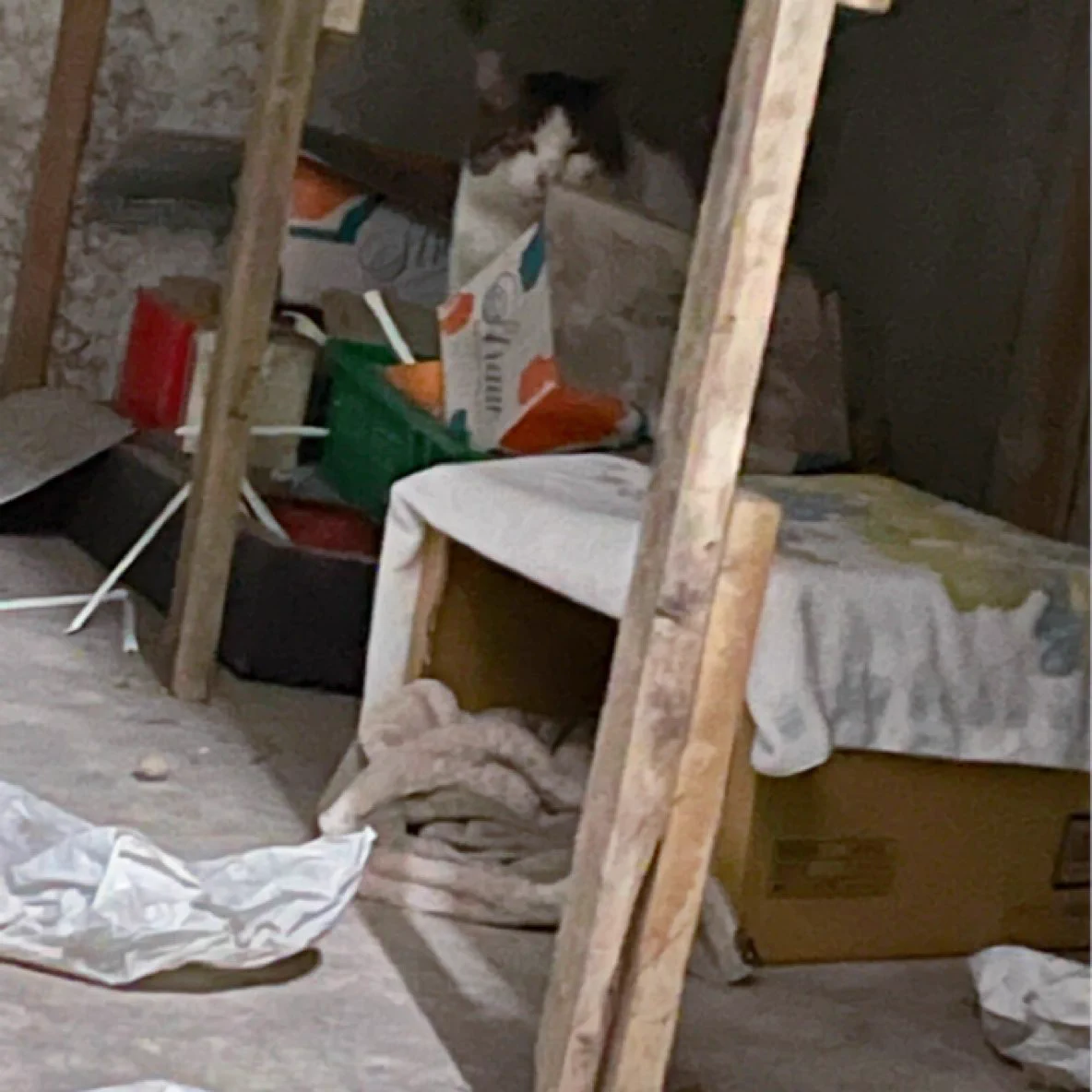 @sa2ki0124 きったない廃倉庫に身を潜めてノミだらけの体で渾身のシャーをしてたけど、今じゃすっかり甘えん坊の膝乗り猫。かわいや…
外猫の世界はほんと厳しいと思います。 