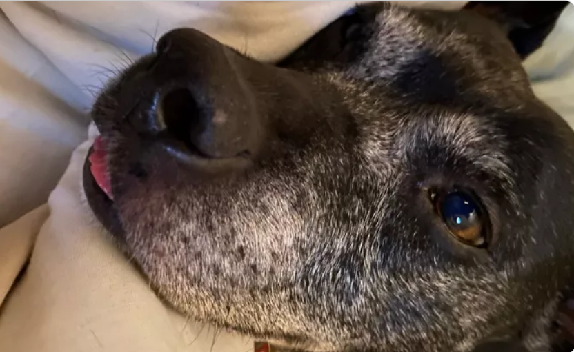 aniho91's tweet photo. Ein sehr lieber intelligenter #behinderter #Armeeveteran braucht Hilfe.
Sein #Servicehund hat Krebs. 🐕🦺
Nun sammelt er für #Tierarztkosten. https://t.co/Q4ipAMXnkq
Poor sick Stella💔: https://t.co/E9YGZWf2OX