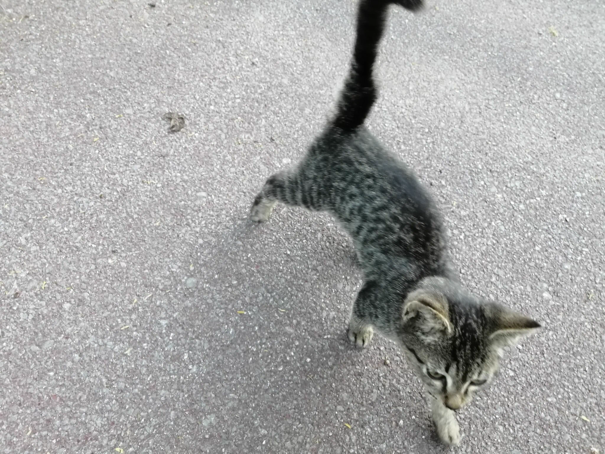 @sa2ki0124 公園でウロウロしていたのを保護しました。
未だに野良気分が抜けないのか食べ物への執着が凄い。 