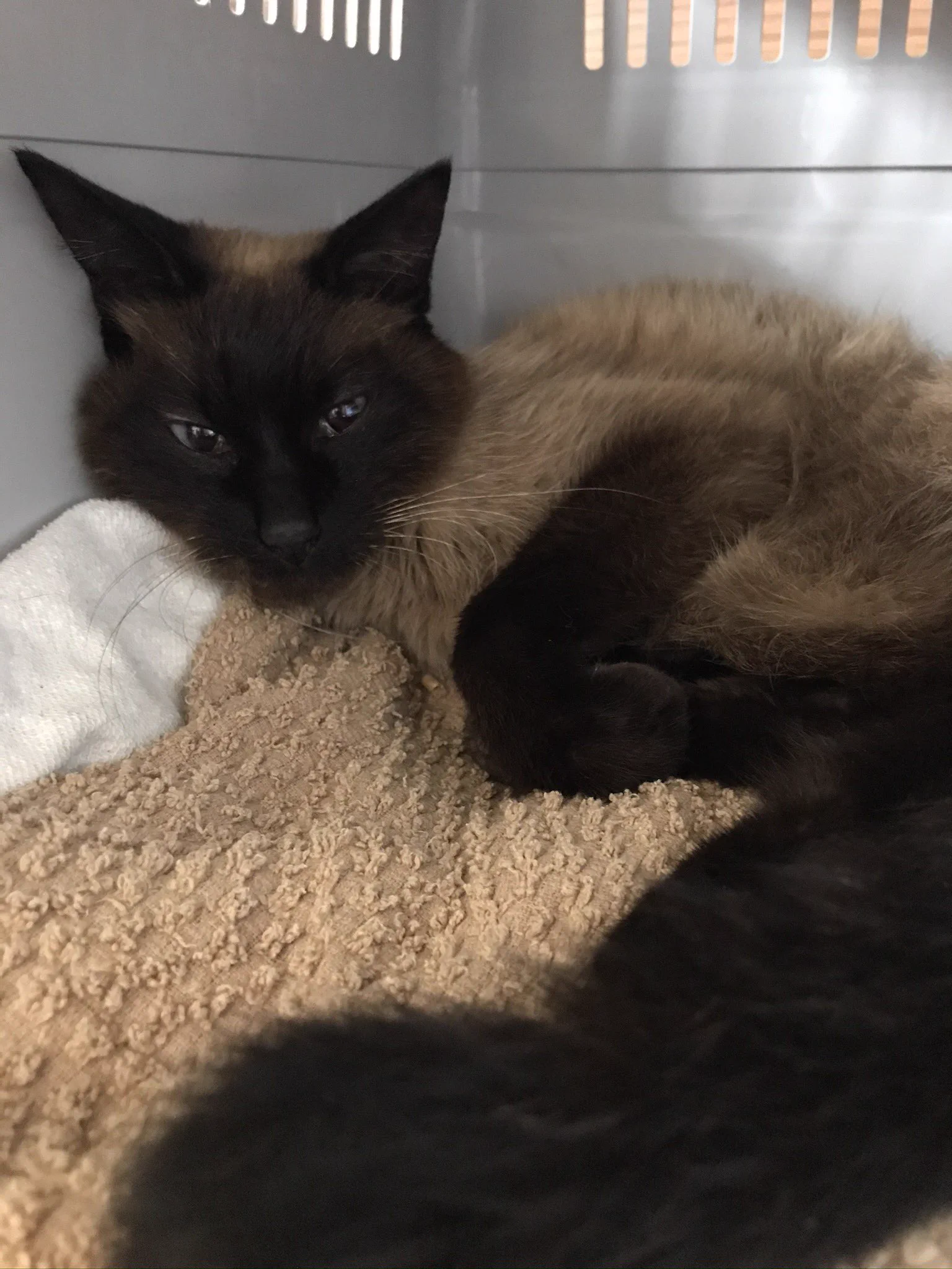 @sa2ki0124 迷子一ヶ月半でカラスに狙われるほど弱っていた時→回復後 