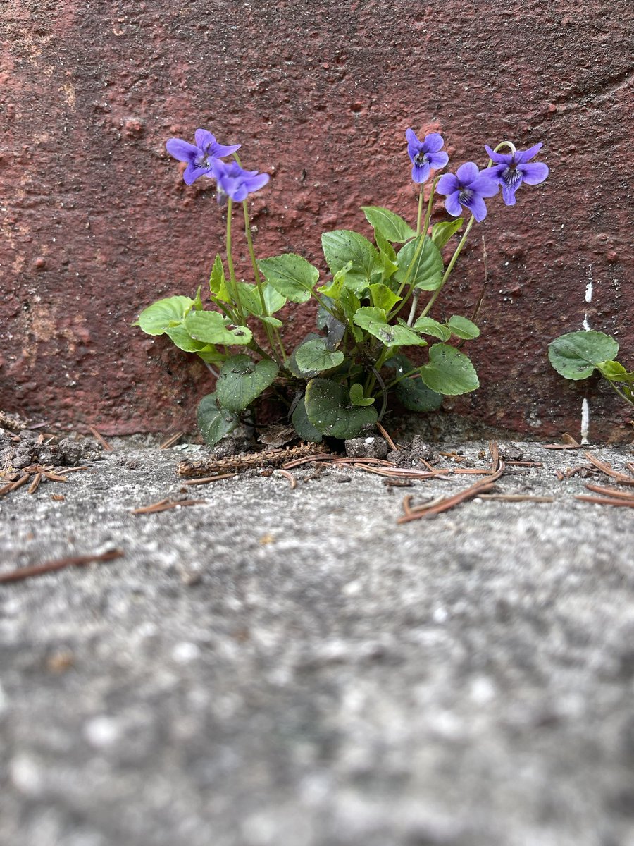 A lonely spring warrior among the concrete!