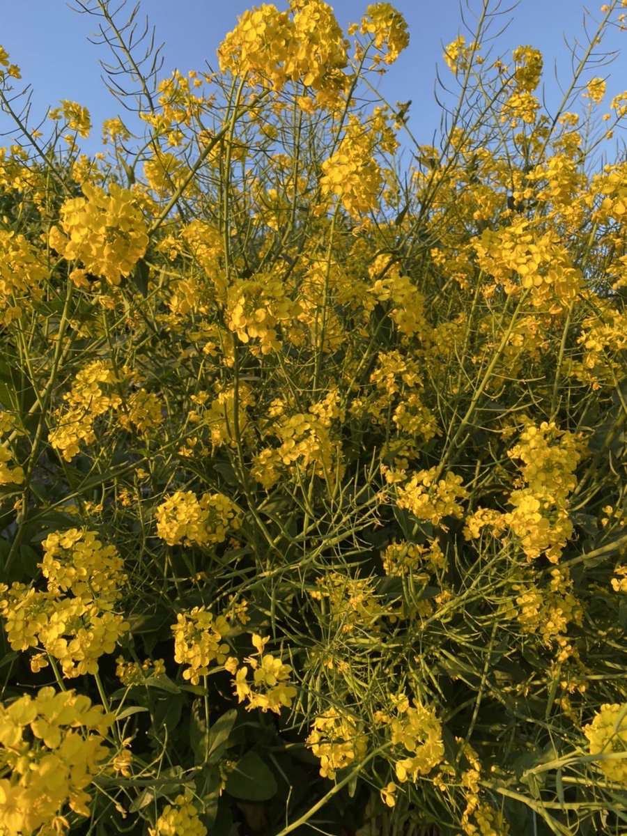 DJSamuraiShadow's tweet photo. 菜の花🌼

👃 https://t.co/yE2DYDi6Oz