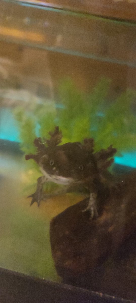 {NG+} PrimeBaka tweet media