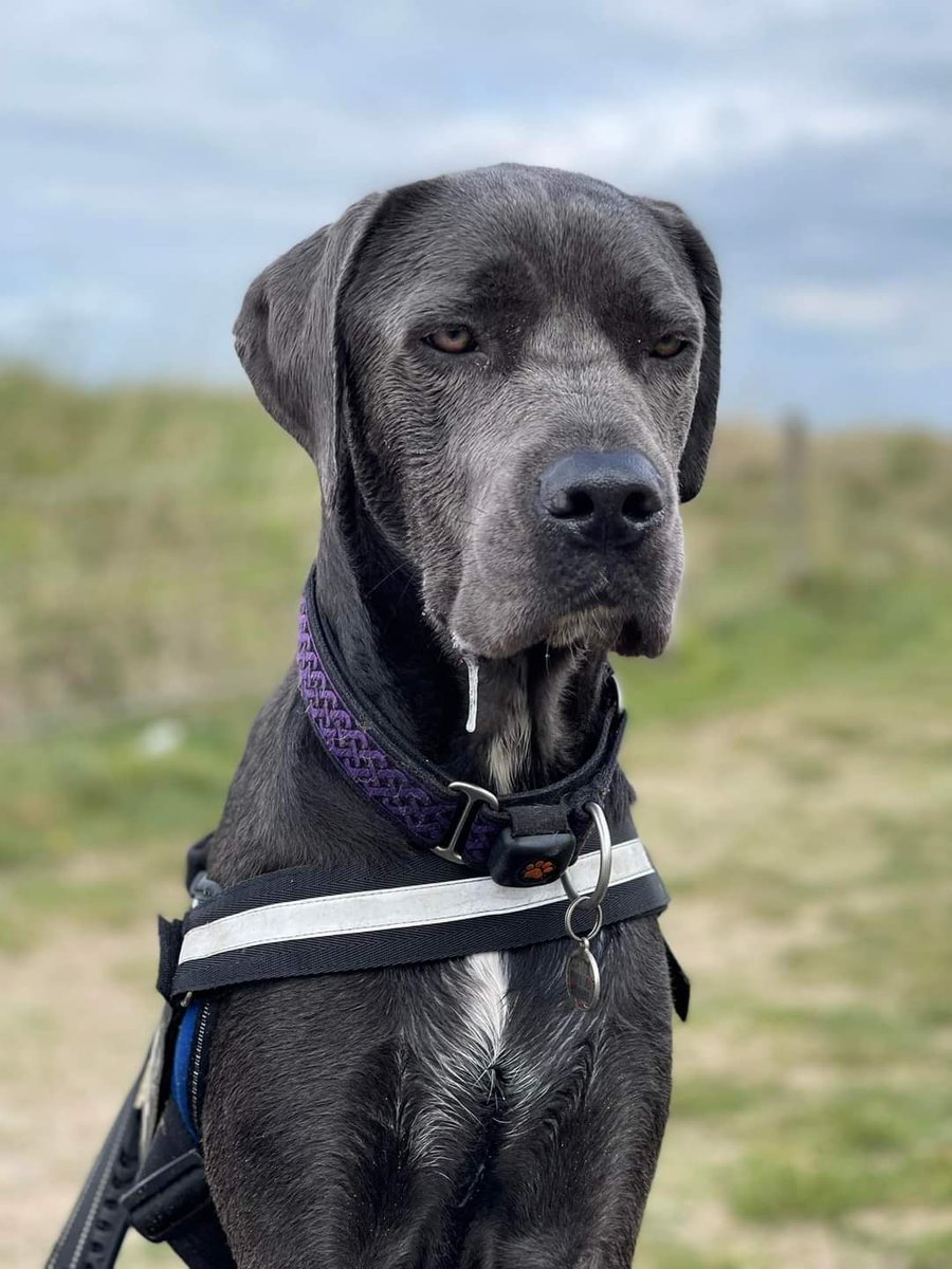 gio_cso's tweet photo. Ain't I da handsome pupper!  I should be da model!! @ScouseB @scouseleder @DT_Merseyside #dogs #DogsofTwittter https://t.co/L7EFDdg0Tq