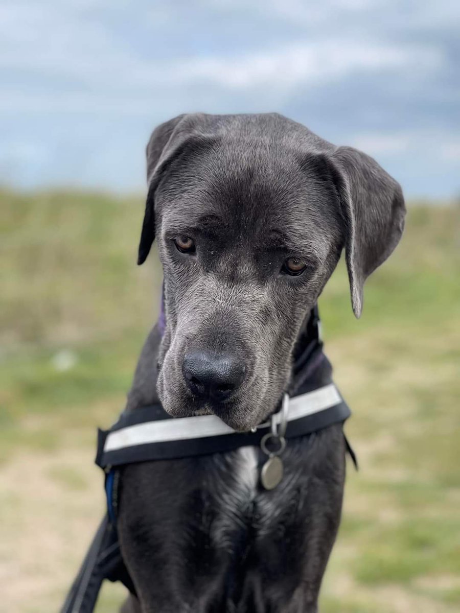 gio_cso's tweet photo. Ain't I da handsome pupper!  I should be da model!! @ScouseB @scouseleder @DT_Merseyside #dogs #DogsofTwittter https://t.co/L7EFDdg0Tq