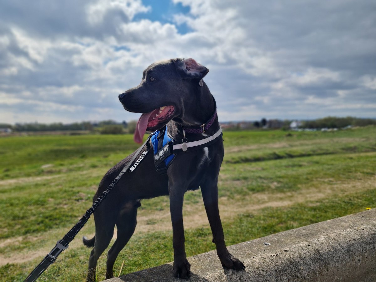 Ain't I da handsome pupper!  I should be da model!! <a href="/ScouseB/">Stan K. Sandland-Owens</a> <a href="/scouseleder/">Martin Sandland-Owens</a> <a href="/DT_Merseyside/">Dogs Trust Merseyside</a> #dogs #DogsofTwittter