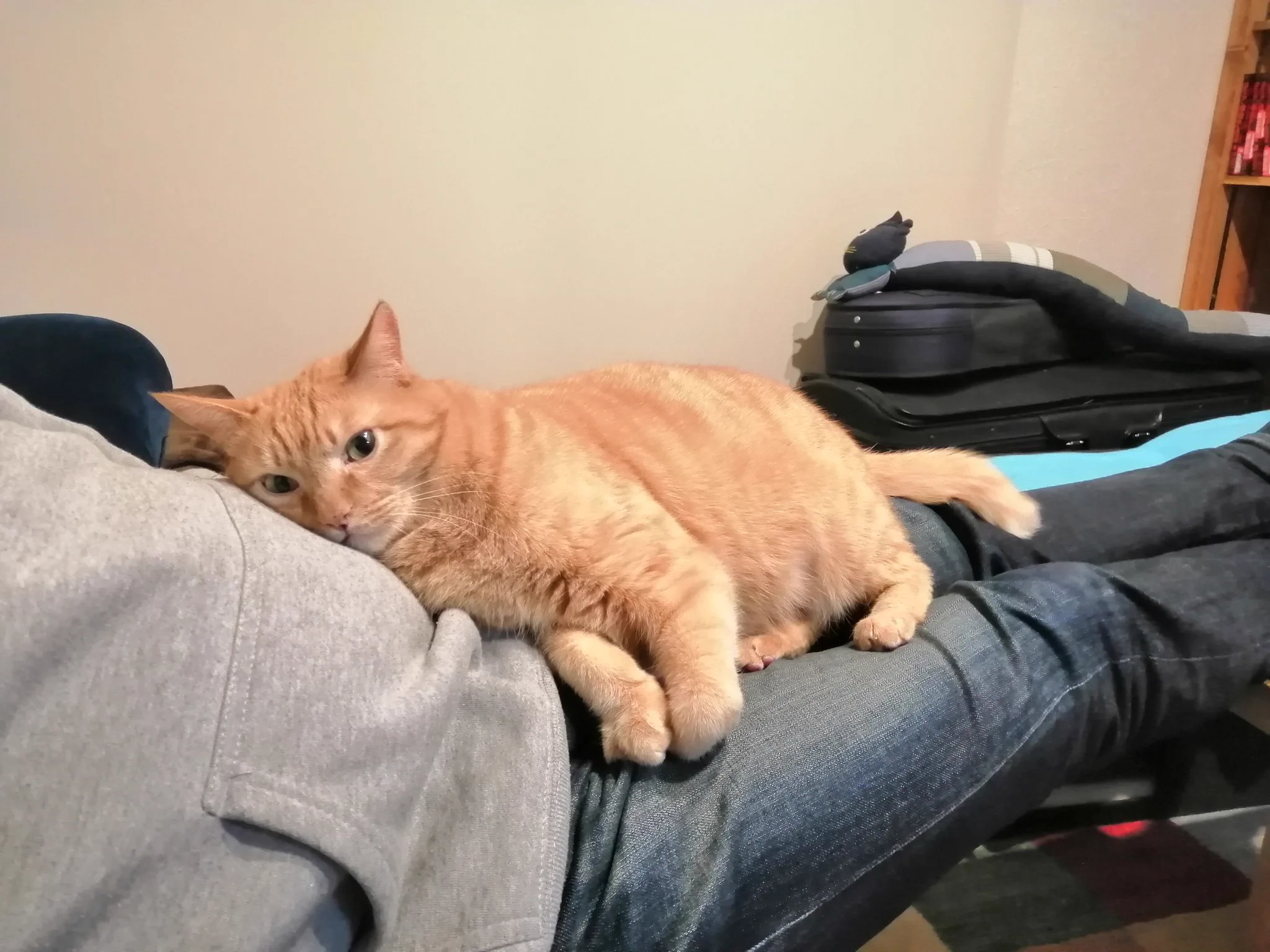 @sa2ki0124 @emimail1 うちの子も失礼します。保健所で殺処分を待ってた子(茶白)と、元野良(茶トラ)です💕✨ 