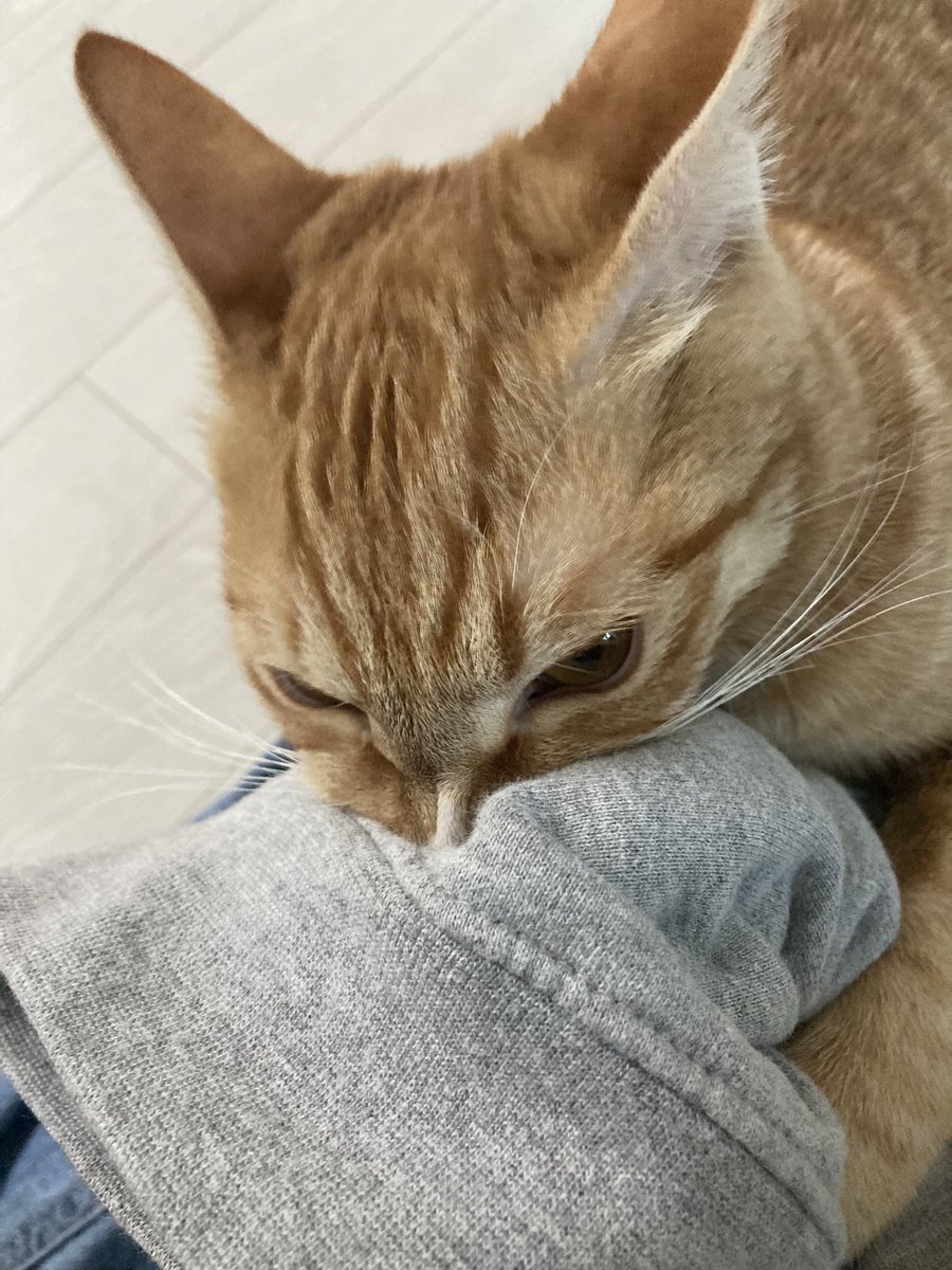 kimakonyang's tweet photo. 화가 잔뜩난 꼬양이 https://t.co/ODzLbFFJKm