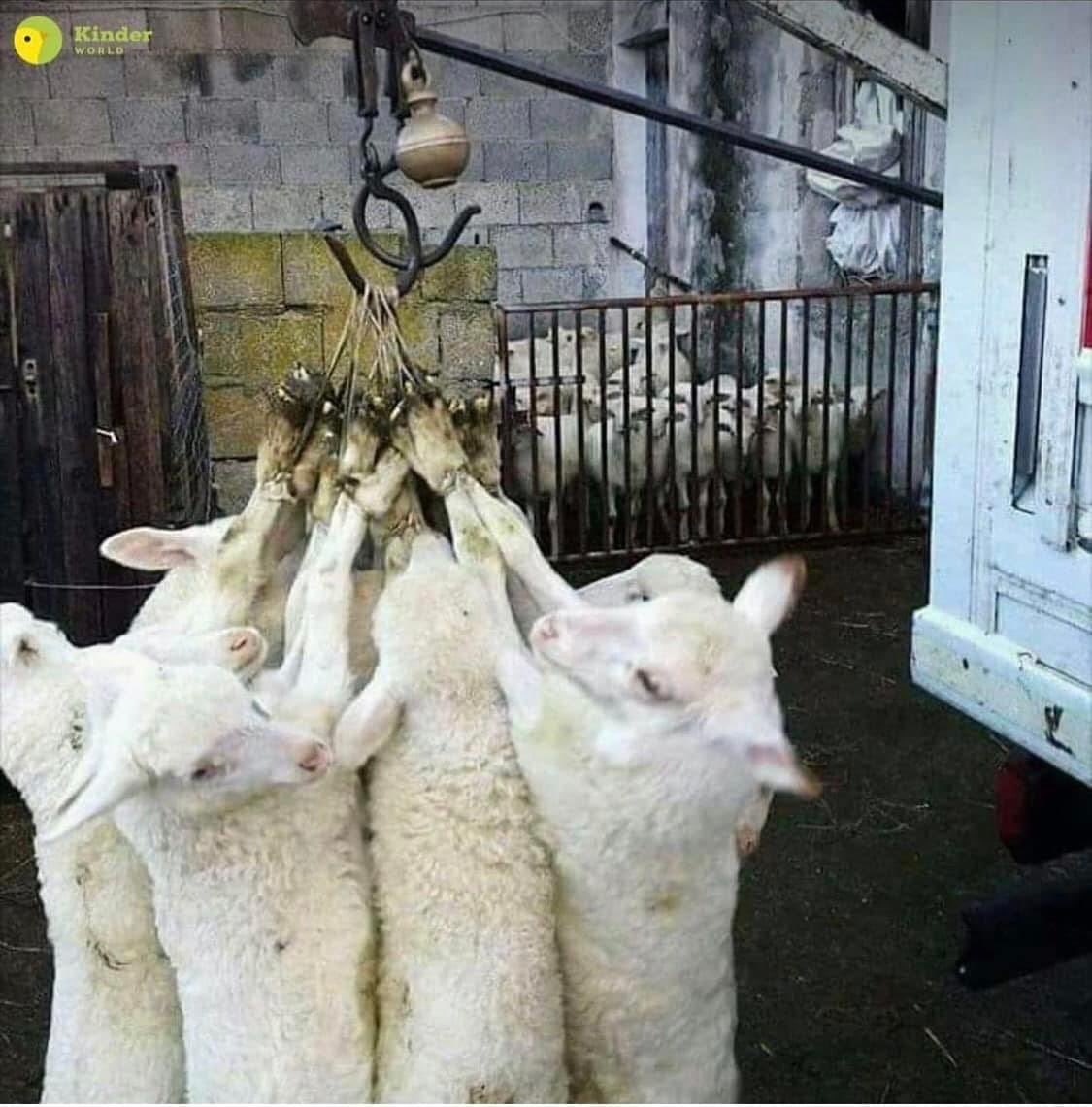 Mariari30057064's tweet photo. Tanto per ricordare la specie schifosa a cui apparteniamo . https://t.co/o1e7VnVgfE