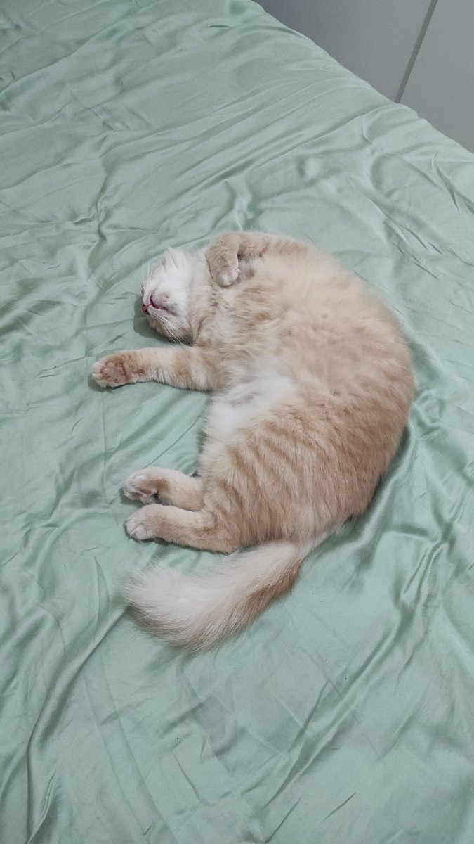 bintik_'s tweet photo. Hadeeeh ini kaoskaki naik2 rak mba, mamanya malah asik2an tidur bukannya diurusin 😡 https://t.co/nVq2Vgnack