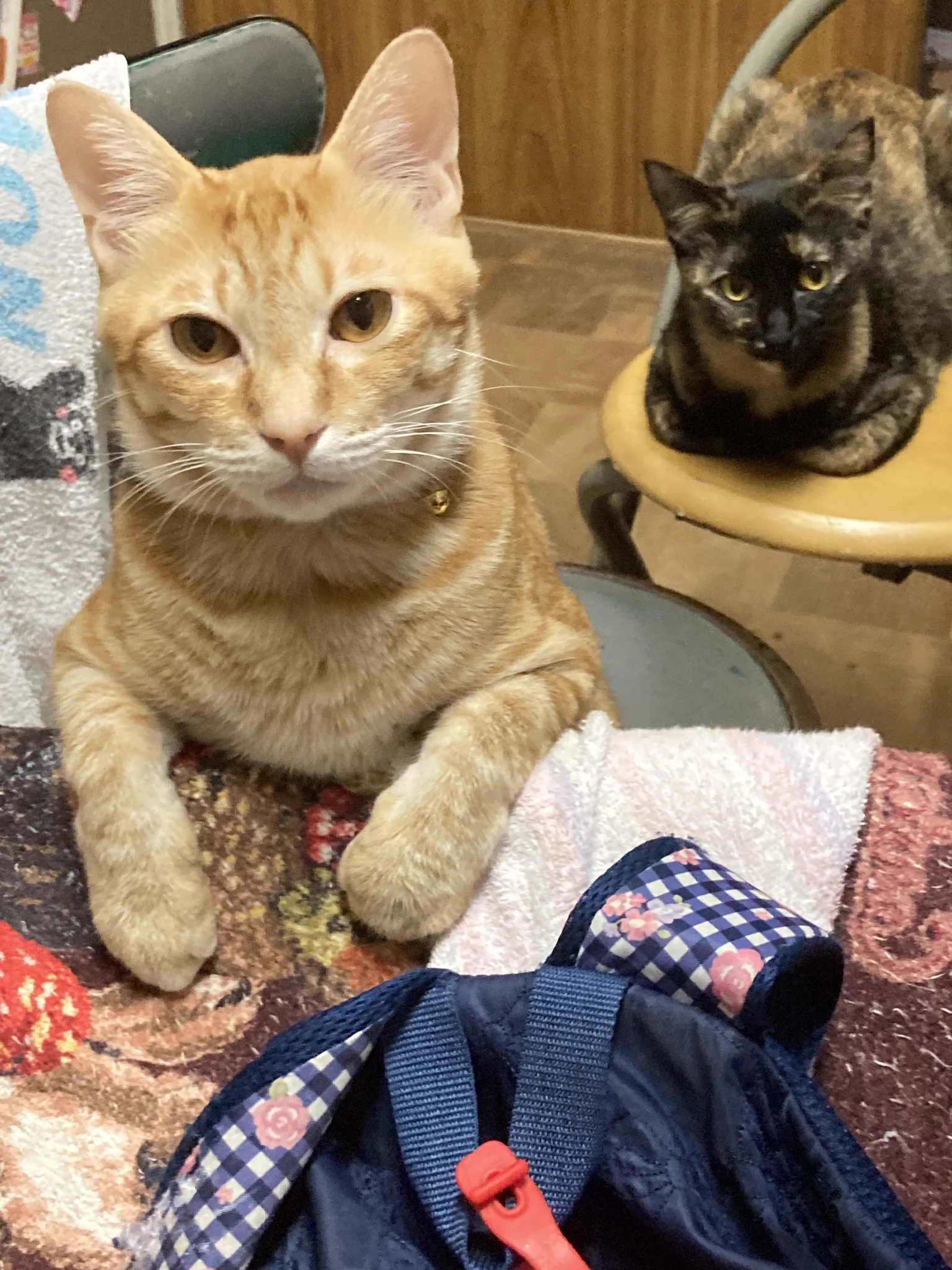 @sa2ki0124 茶トラ♂とサビ♀ネッコです。
茶トラは野良母さんがいつの間にか我が家に忍び込んでタンスのかげに産んでいたのを保護？しました。サビの方は自分の工場に産み落とされてた？のを保護しました。2匹とも甘えん坊で可愛いです(´∀`) 