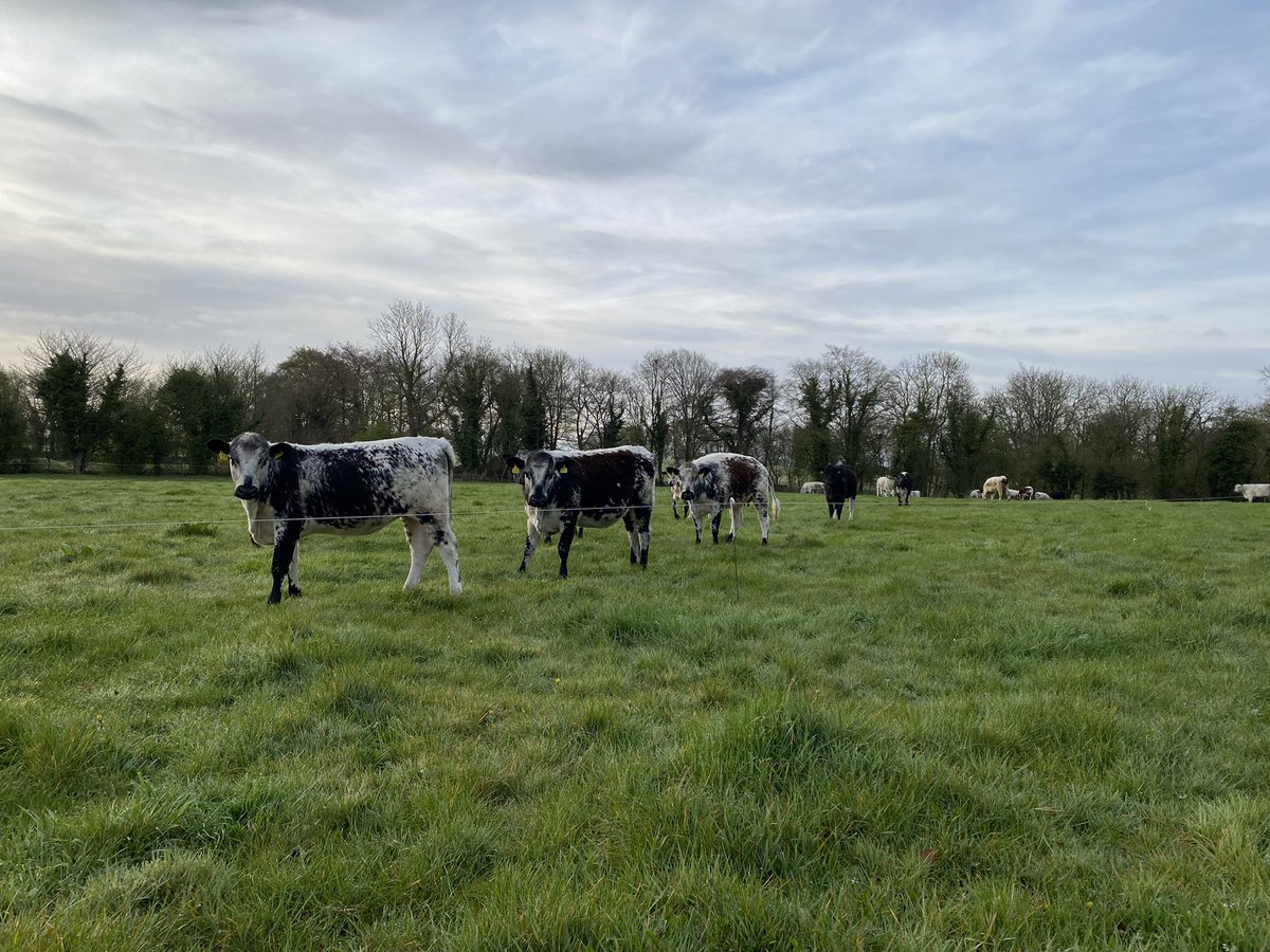 Early morning calving with a good result and herding done. Great start to any day 👌