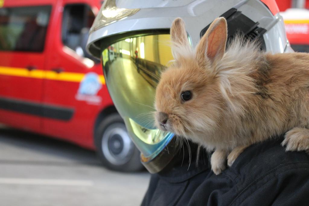 sdis31officiel's tweet photo. Les sapeurs-#pompiers et personnels du @sdis31officiel vous souhaitent un très bon week-end pascal ! Que la chasse aux œufs soit fructueuse !! 🐇🍫 https://t.co/zLFe6ICcZF