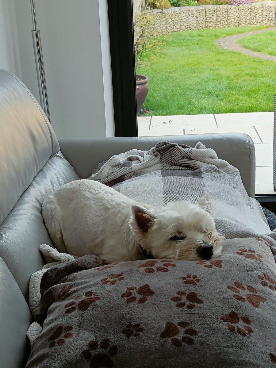 richforr70's tweet photo. #sofasaturday https://t.co/dJYhQutdwl