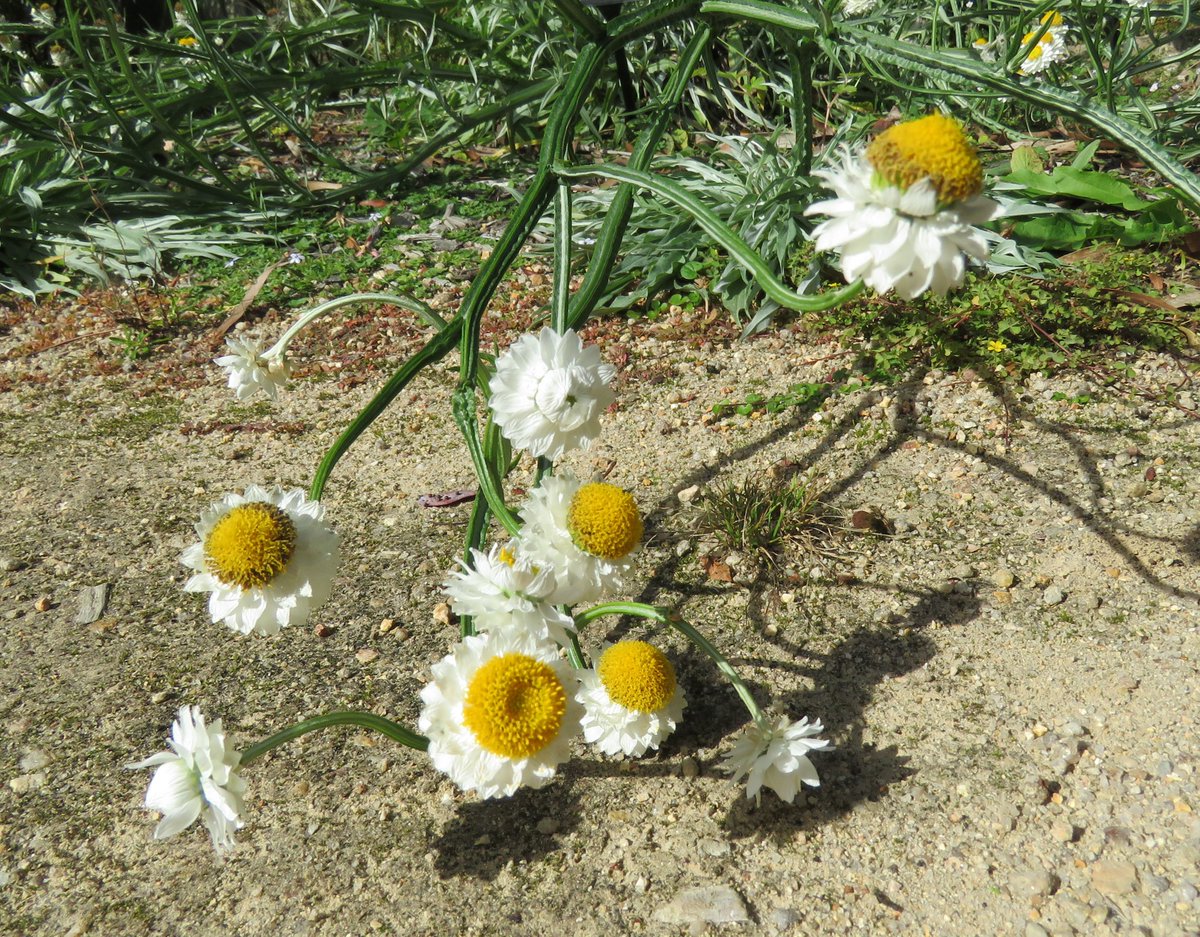 Winged everlasting (Ammobium alatum) from eastern Australia. Rare in Victoria, where it is confined to East Gippsland #Karwarra #Asteraceae #ozplants