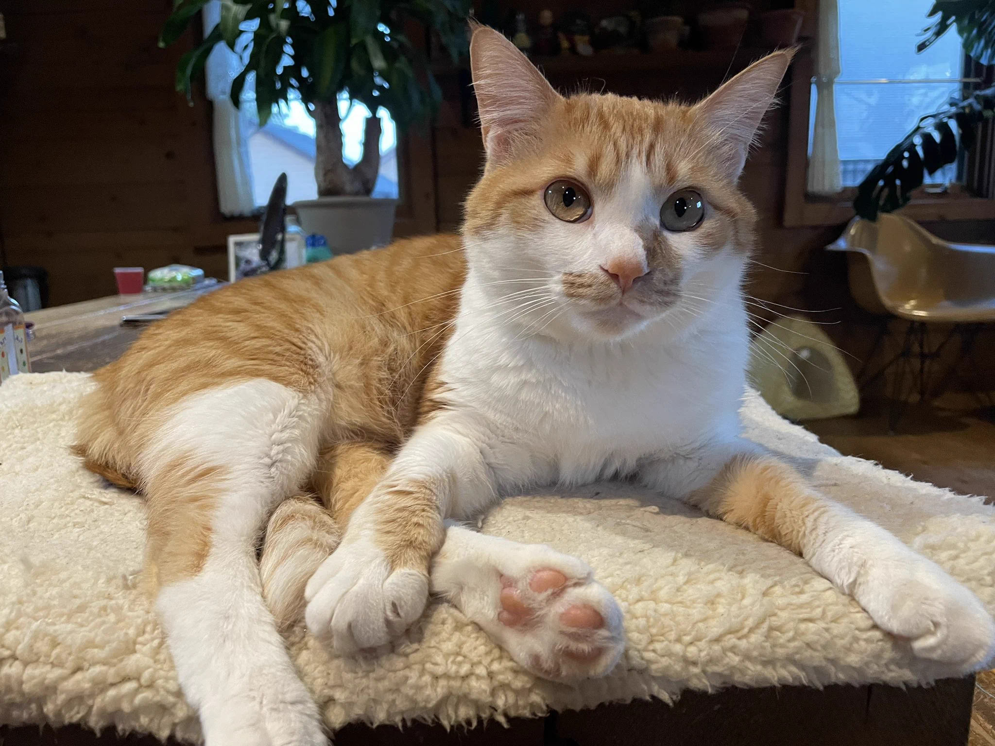 @sa2ki0124 子猫の時に鼻が潰れたみたいな状態で保護していまはこんなに姿に✨外は大嫌いな猫です🐱✨ 