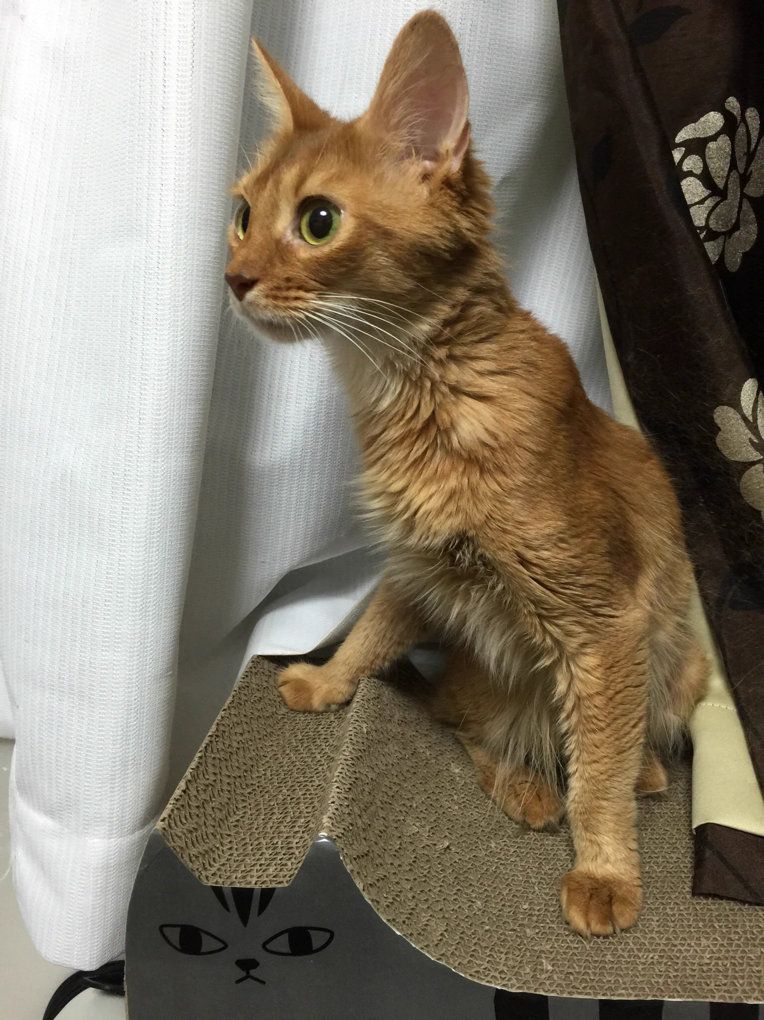 @sa2ki0124 @airi5511 外猫ではないのですが
ケージで「観賞用」だった
今思えば飼育放棄されていた
うちの姫。
うちに来て幸せだよね❓ 