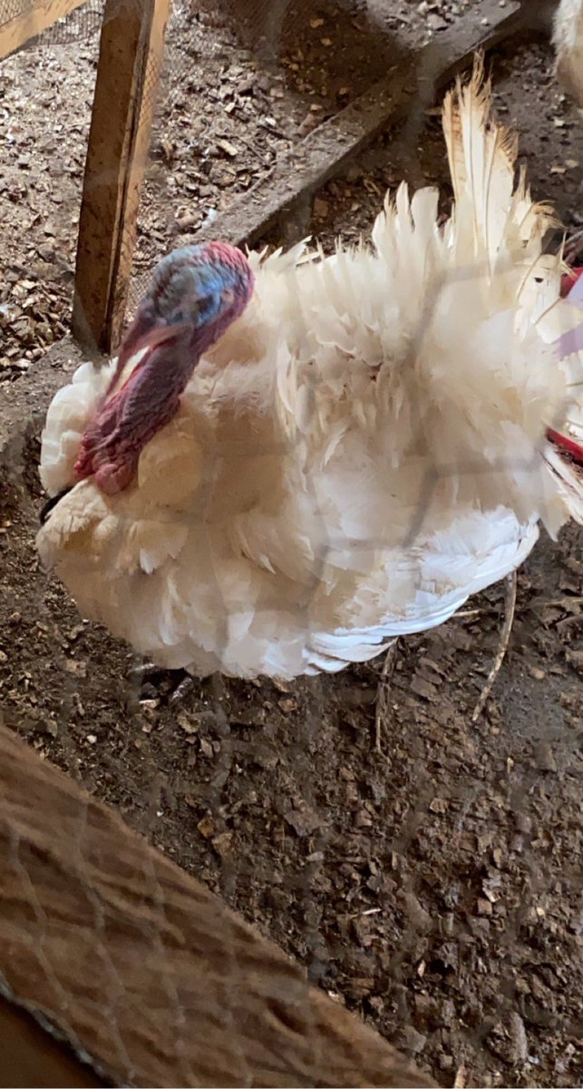 Mieibi's tweet image. Hey Fam, got these cuties for Easter. Male and female turkeys and broilers available for Easter. Not everytime frozen food. Eat healthy. Can also be killed and cleaned, just how you like it. Location is Lagos. Thanks.
