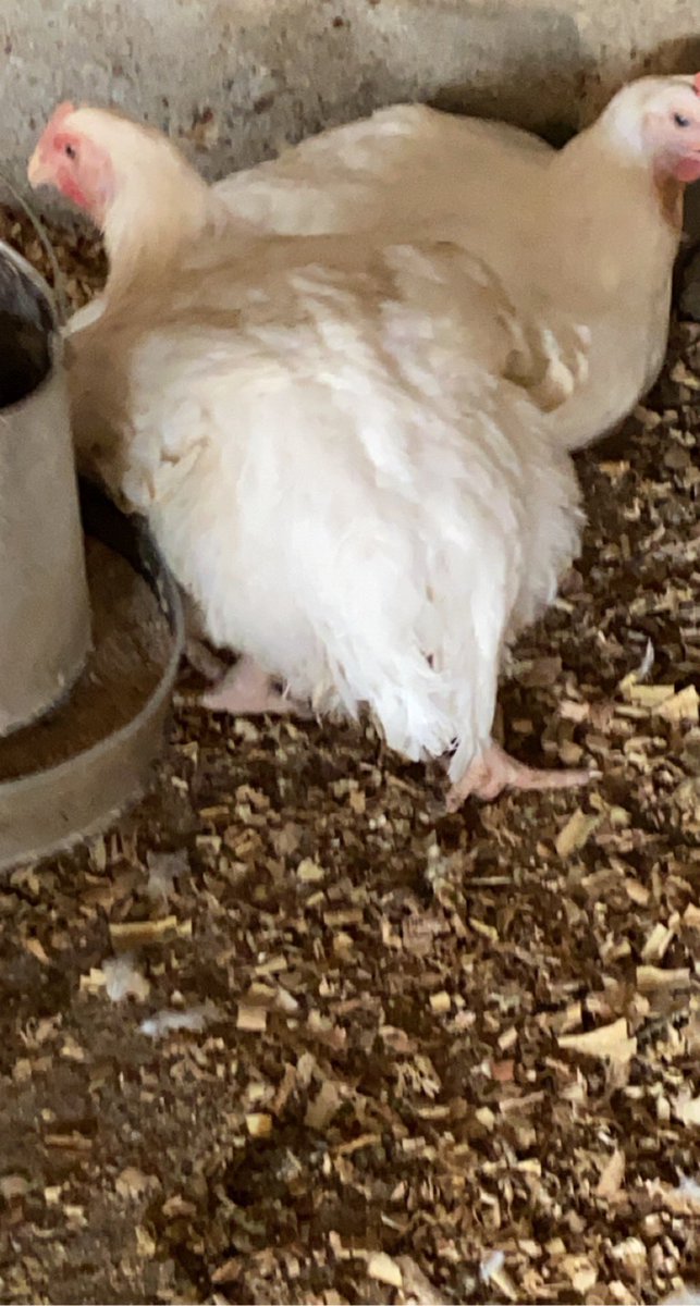 Mieibi's tweet image. Hey Fam, got these cuties for Easter. Male and female turkeys and broilers available for Easter. Not everytime frozen food. Eat healthy. Can also be killed and cleaned, just how you like it. Location is Lagos. Thanks.