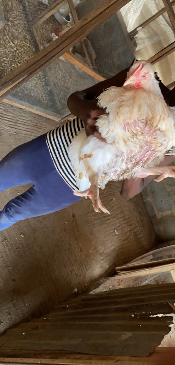Mieibi's tweet image. Hey Fam, got these cuties for Easter. Male and female turkeys and broilers available for Easter. Not everytime frozen food. Eat healthy. Can also be killed and cleaned, just how you like it. Location is Lagos. Thanks.