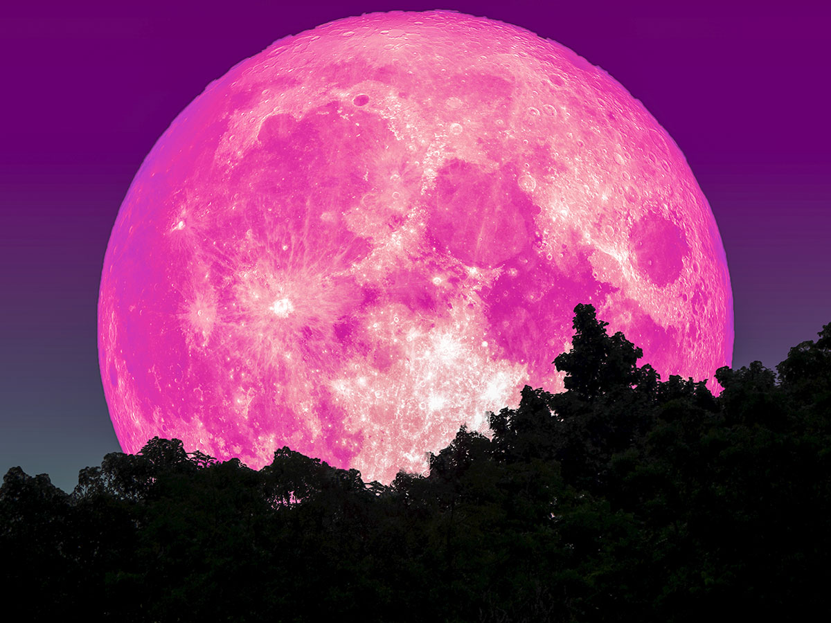 berakah_4u's tweet photo. 今夜は満月、ピンクムーン!アメリカでは4月の満月を「ピンクムーン」と呼ぶ🌕春の鮮やかなピンク色の花が咲く頃ということに由来、実際に月がピンク色に見えるわけではない。Pink Moonと聞くとNick Drakeの名盤を思い出す🎶今宵は久々に彼の歌を聴こうかな🥰
#ピンクムーン #Nick_Drake https://t.co/xYVxHCBzAh