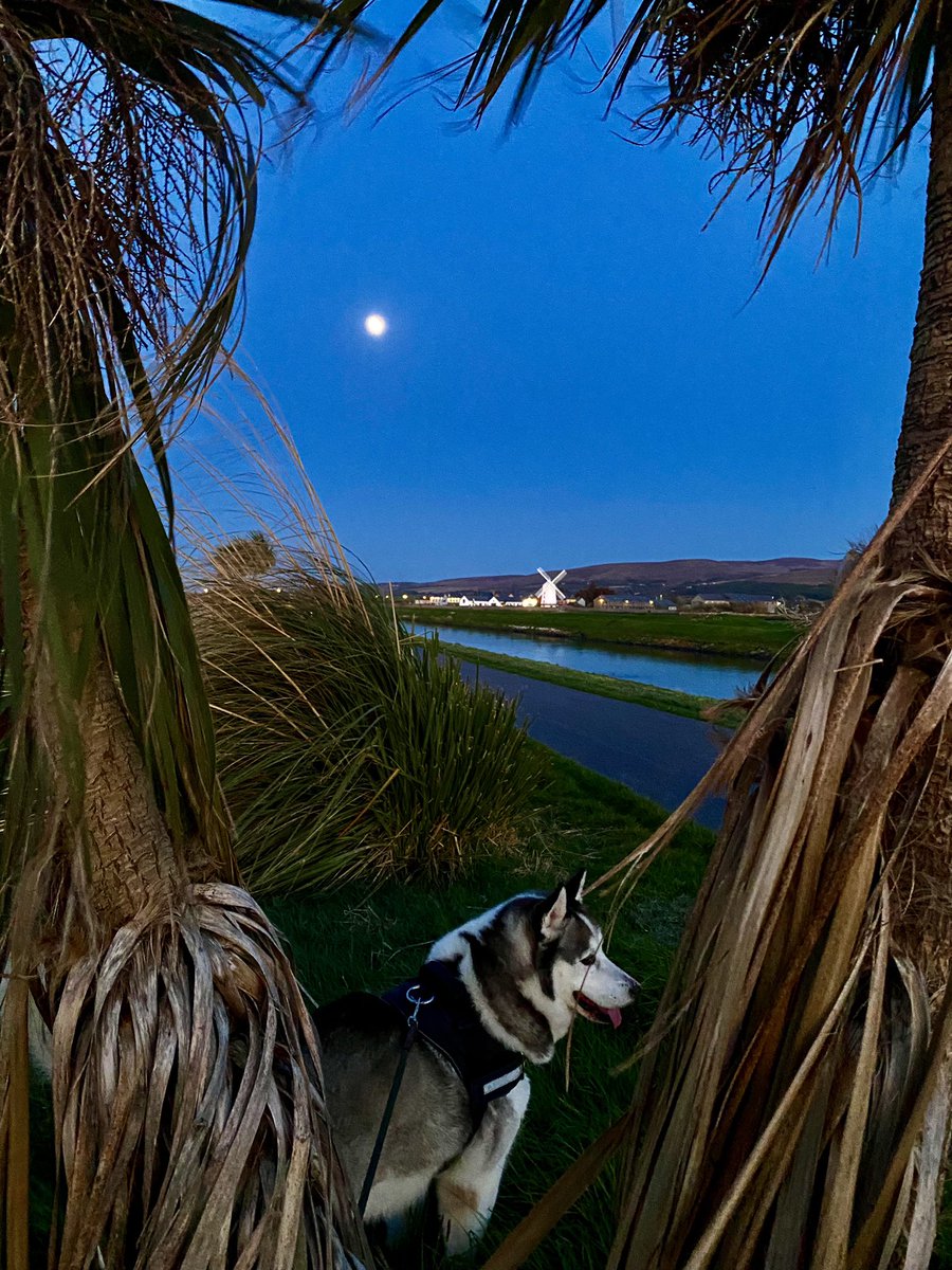 Cat_1964's tweet photo. Kody #content, #moonlight, #palm trees, #windmill along #TraleeCanal love being #home again and better weather #Tralee #LoveTralee #wildatlanticway #huskytwitter https://t.co/UWWbceTOfB