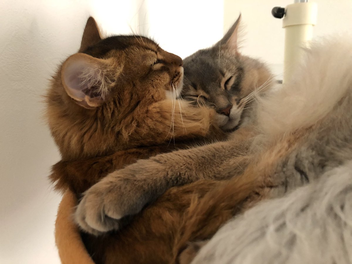 d_manin's tweet photo. ニャンズが仲良く午後のお昼寝💤

と見せかけて、
実はハンモック取るか取られるかの静かな戦いの真っ最中👀
カイルが全体重かけてテオを下敷きにしてるので、そろそろ勝負がつきそう

#ソマリ #猫 #猫のいる暮らし #猫好きさんと繋がりたい https://t.co/X4dfeeIge2