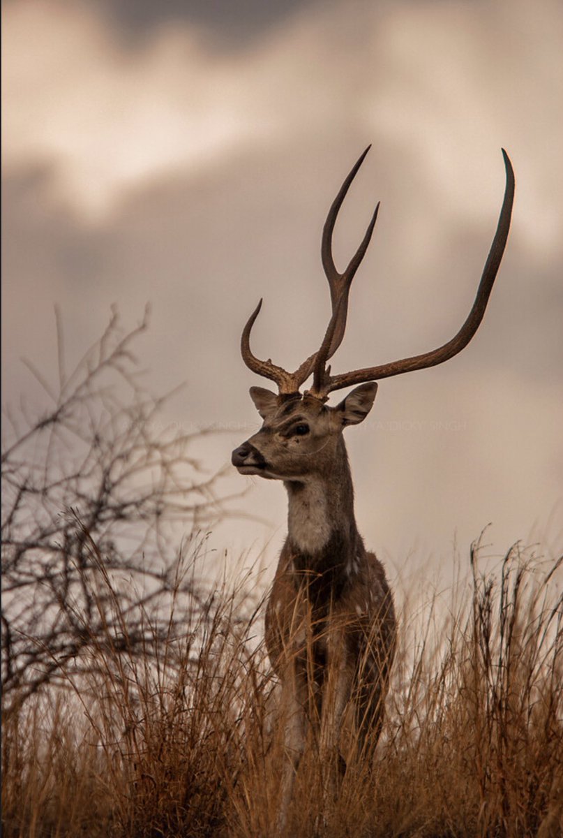 <a href="/ronnie_sandip/">Sandip Sikdar</a> <a href="/my_rajasthan/">Rajasthan Tourism</a> <a href="/e_rajasthan/">e-Rajasthan</a> <a href="/ranthamborepark/">Ranthambore Park</a> <a href="/Parkranthambore/">Ranthamborewildlife</a> <a href="/RanthamboreTig2/">Ranthambore Tiger Reserve 🐅</a> <a href="/OrnithophileI/">Birds of India Rocky Singh</a> Adult males have a full grown rack of antlers