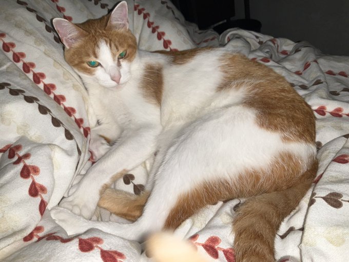 守ら、、、目がエメラルドに😳 