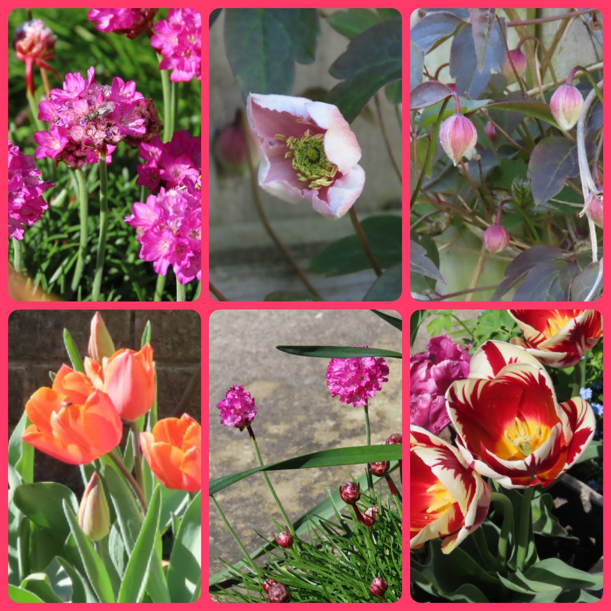 To me, the tulips are the star of the show. 😍
#Sixonsaturday
#gardening #flower #GardeningTwitter