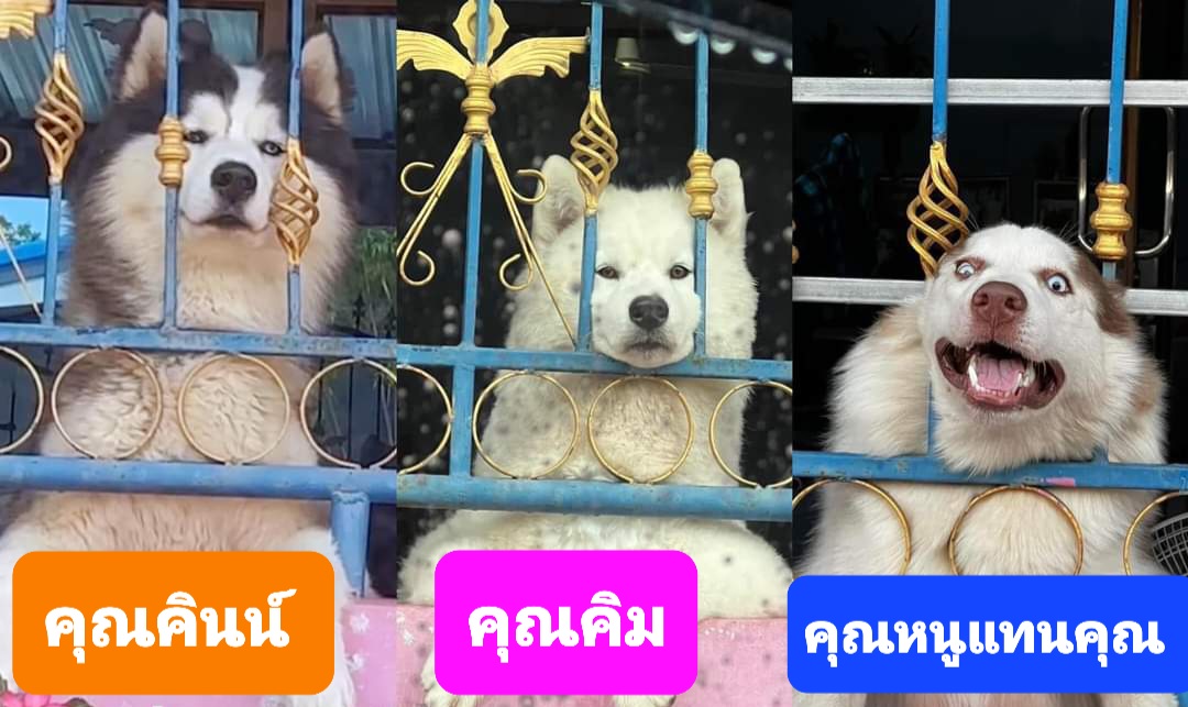 MaukUngUng's tweet photo. สำหรับคนที่เข้ามาใหม่นะครับ
ครต.ของ3พี่น้องตระกูลหลักน่าจะประมาณนี้เเหละ พี่ใหญ่เเต่เเปลกสุด55555555555555555555555555555555ขอ55555555555555โทษ5555555555555555นะ55555555555555คุณ555555555หนู5555555555555555555
CR.วุ่นวายสตอรี่,ข้าวเจ้าหมากวนตีน
#KinnPorscheTheseries https://t.co/TzIWSfowC9
