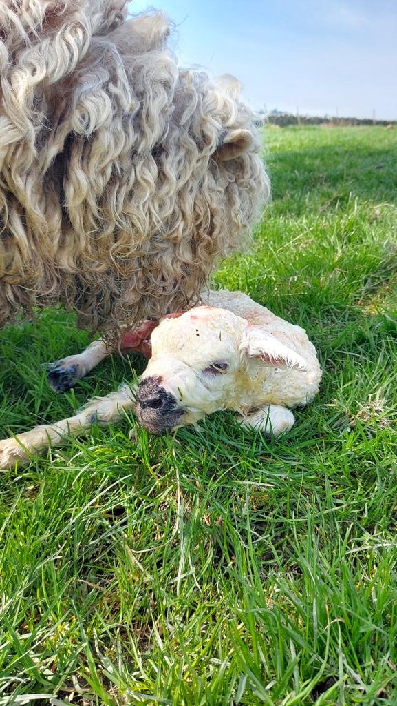 Lambing now finished in Sheep Dept No.2. Dept 1, (Badgers), finished a few days ago. 2 remain in Dept 3, (Texel x mules), and 32 in Dept 4, (Swales). 
Nearly there! 
#lambing2022 #sheep #Ilkley #Yorkshire