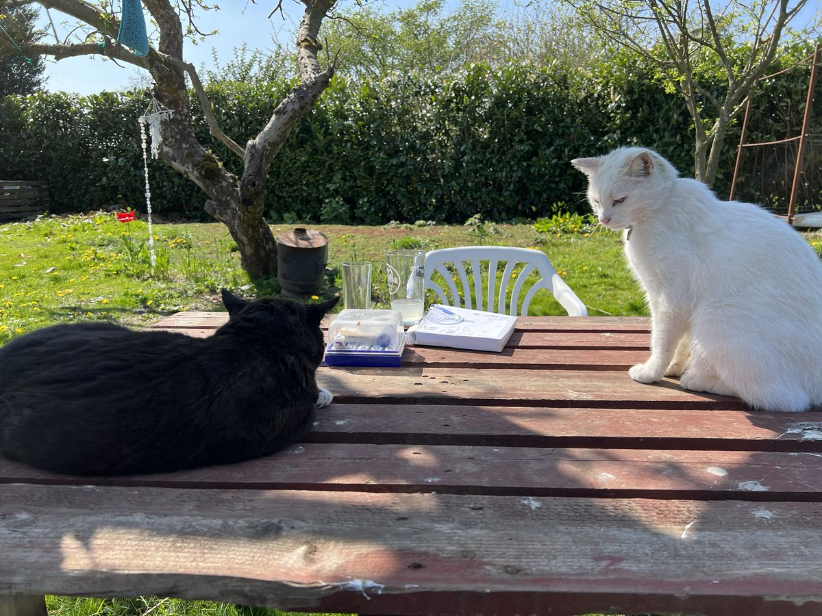 Not sure about the ‘live together in perfect harmony’ bit of the lyric yet, but we’re getting there! Happy Caturday 😹 #Caturday #ebonyandivory