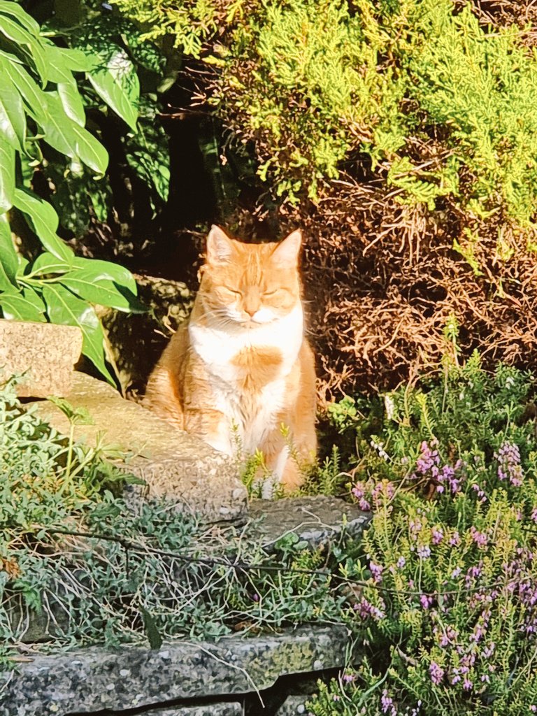 AndyRamsay2's tweet photo. Someone's enjoying the sun! 🌞 #gingercat #gingercatofinstagram #moggy #sunsout #summersun #gardensofhampshire #hampshire #fourmarks #tulipsofinstagram #tulips https://t.co/xm8Xilydza