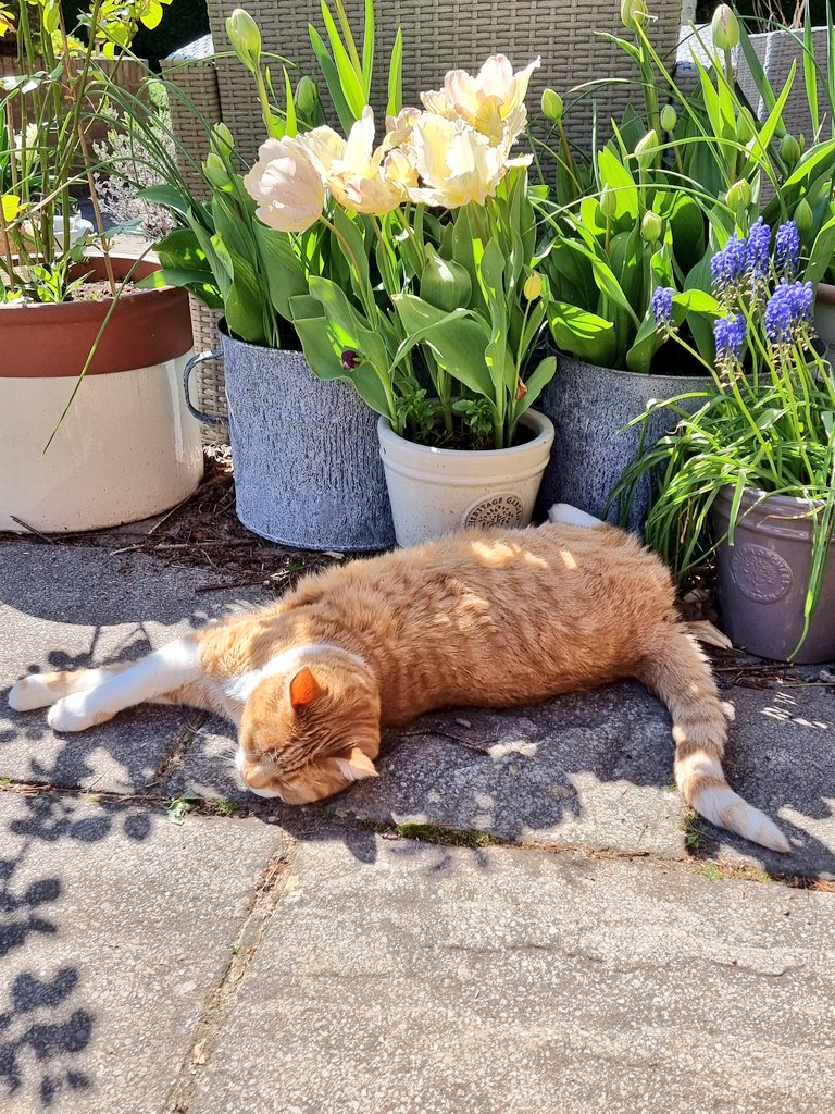 AndyRamsay2's tweet photo. Someone's enjoying the sun! 🌞 #gingercat #gingercatofinstagram #moggy #sunsout #summersun #gardensofhampshire #hampshire #fourmarks #tulipsofinstagram #tulips https://t.co/xm8Xilydza