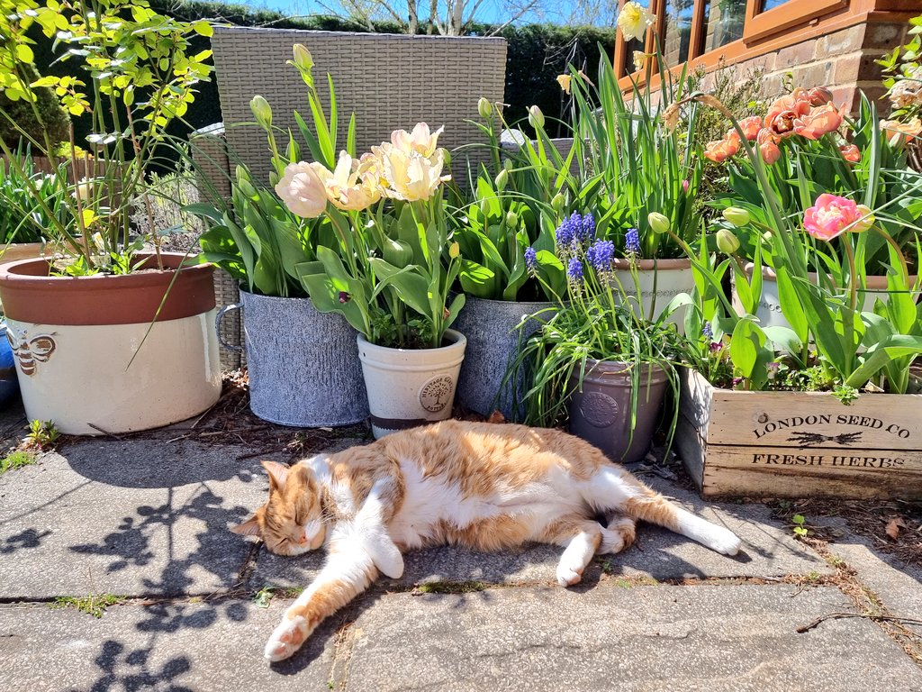 AndyRamsay2's tweet photo. Someone's enjoying the sun! 🌞 #gingercat #gingercatofinstagram #moggy #sunsout #summersun #gardensofhampshire #hampshire #fourmarks #tulipsofinstagram #tulips https://t.co/xm8Xilydza