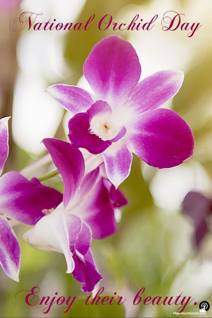 Happy National Orchid Day! There are between 25,000 and 30,000 different orchid species around the world—10,000 of which can be found in the tropics. #holidaymoons #holidaymoonspodcast #nationalorchidday #orchidday #orchids