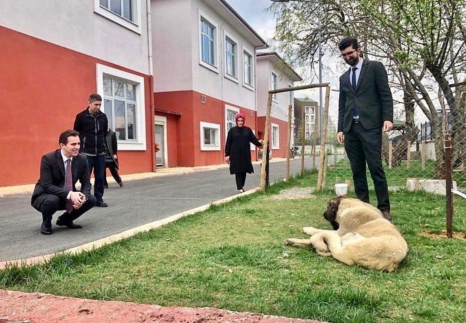 Baltar..8 aylık bir Kangal.
Yürüme güçlüğü çekiyor. Sağlık sorunlaryla ilgilenen ve bakmını üstlnen güzel bir ailesi var.İyileşerek,yürüdüğnü görmeyi çok istiyoruz. 
İlçe milli eğt md.lüğümüzün iyi kalpli personelne yürekten tşk ediyoruz. 
Öğrencilermz doğru kişilere emanet..👏🏼🙏🏼