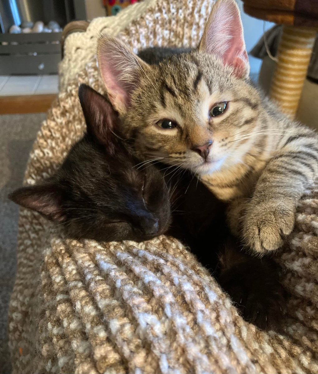PlanetJCG's tweet photo. Love #BritKits #Kittens doing well ~ someday : furevfur homes! #kittensoftwitter #AdoptDontShop https://t.co/VQWIlcCVhs