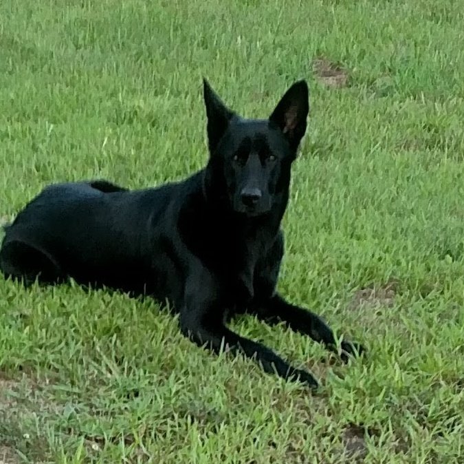 TreeFarmer812's tweet photo. And Jett says good morning right back at ya
#Blackdogsrule https://t.co/6TWWotxmjt