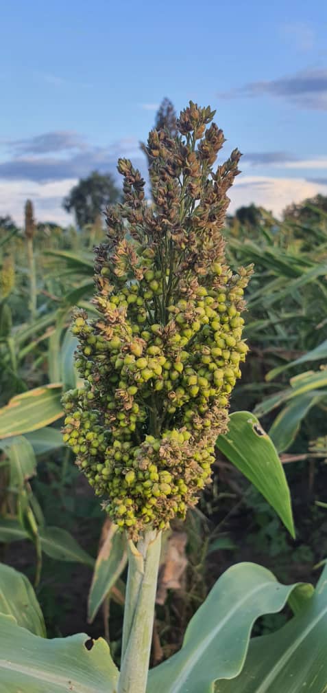 John Basera tweet media