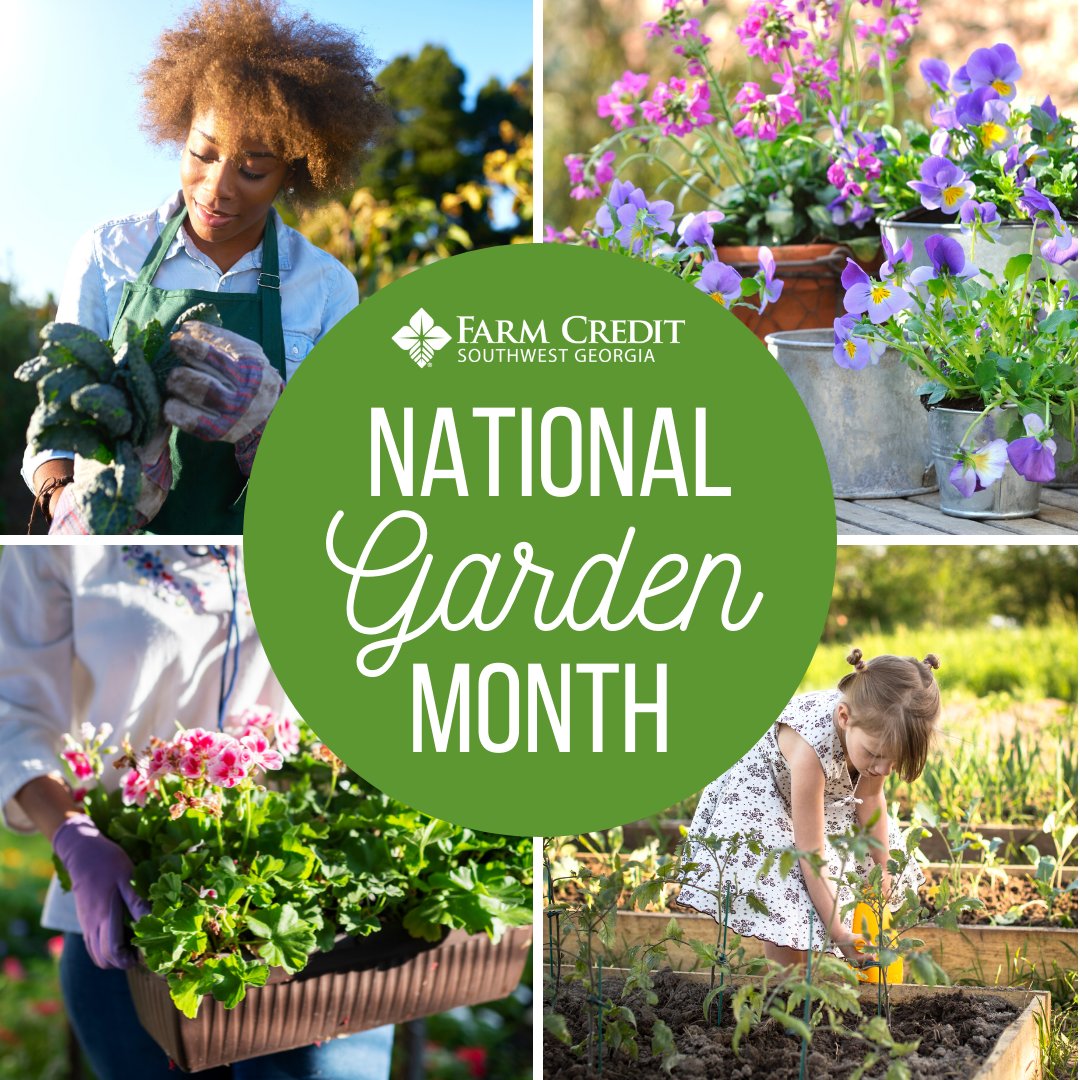 SWGAFarmCredit's tweet photo. There is nothing quite like digging into the soil to plant a seed, and then watching it take root and grow. April is, after all, the month when spring springs, so #NationalGardenMonth is the right time to get outside and enjoy Mother Nature’s colorful artwork! #swgafarmcredit https://t.co/c6pCOFAFa4