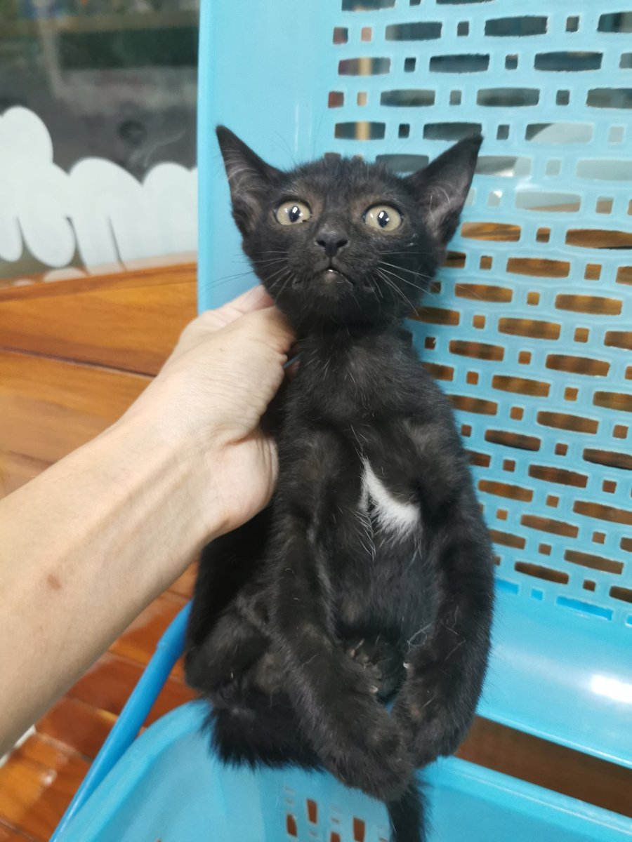 🄼🄸🄽🄺​ : 🐈 tweet media