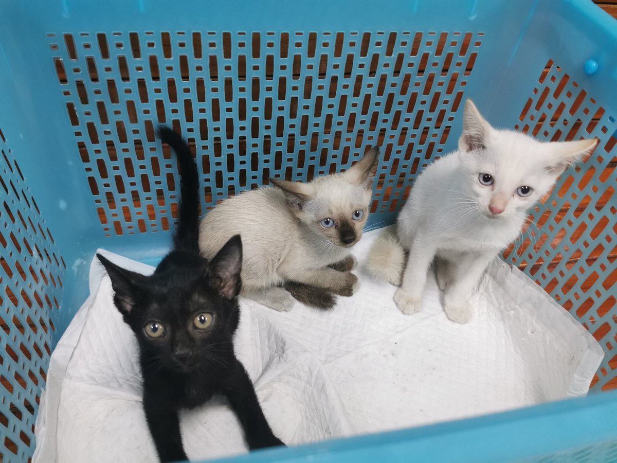 🄼🄸🄽🄺​ : 🐈 tweet media
