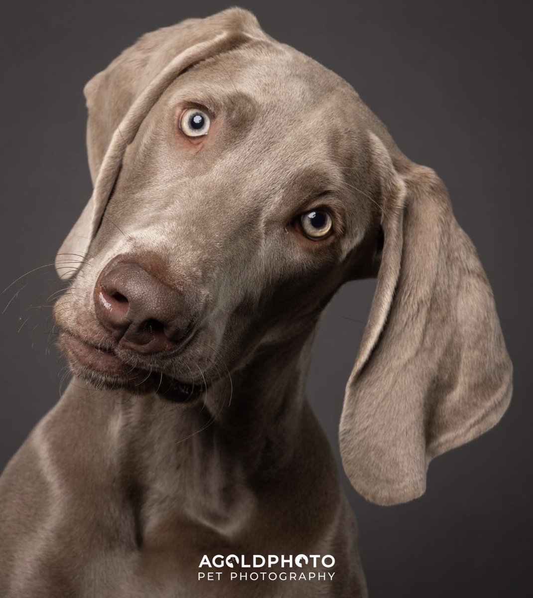 That moment when you find out AGoldPhoto is booked a month and a half out for weekdays and 3 months for weekends.