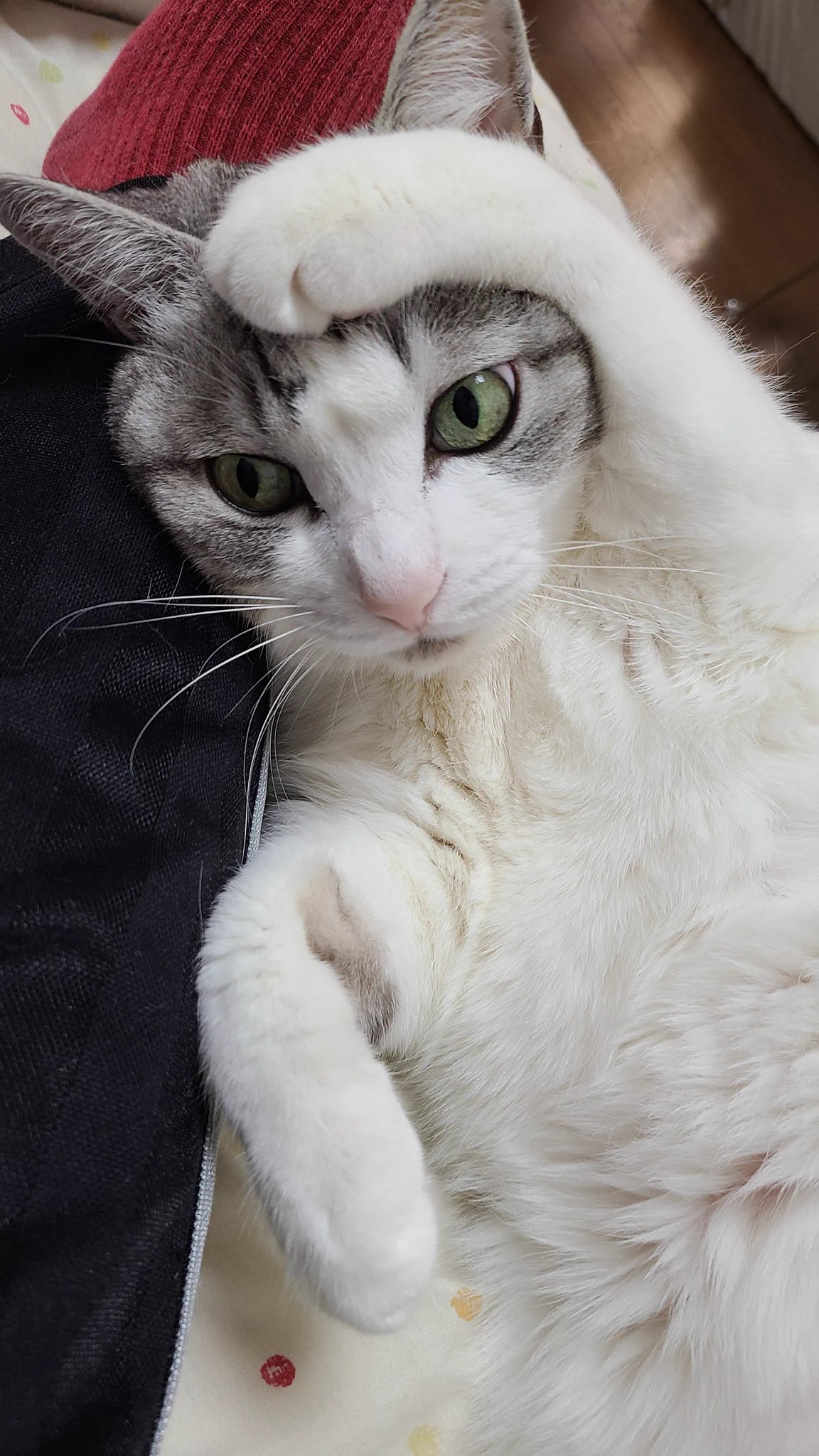 @sa2ki0124 職場で保護した子です😌💓今年で13歳。長生きして欲しい✨ 