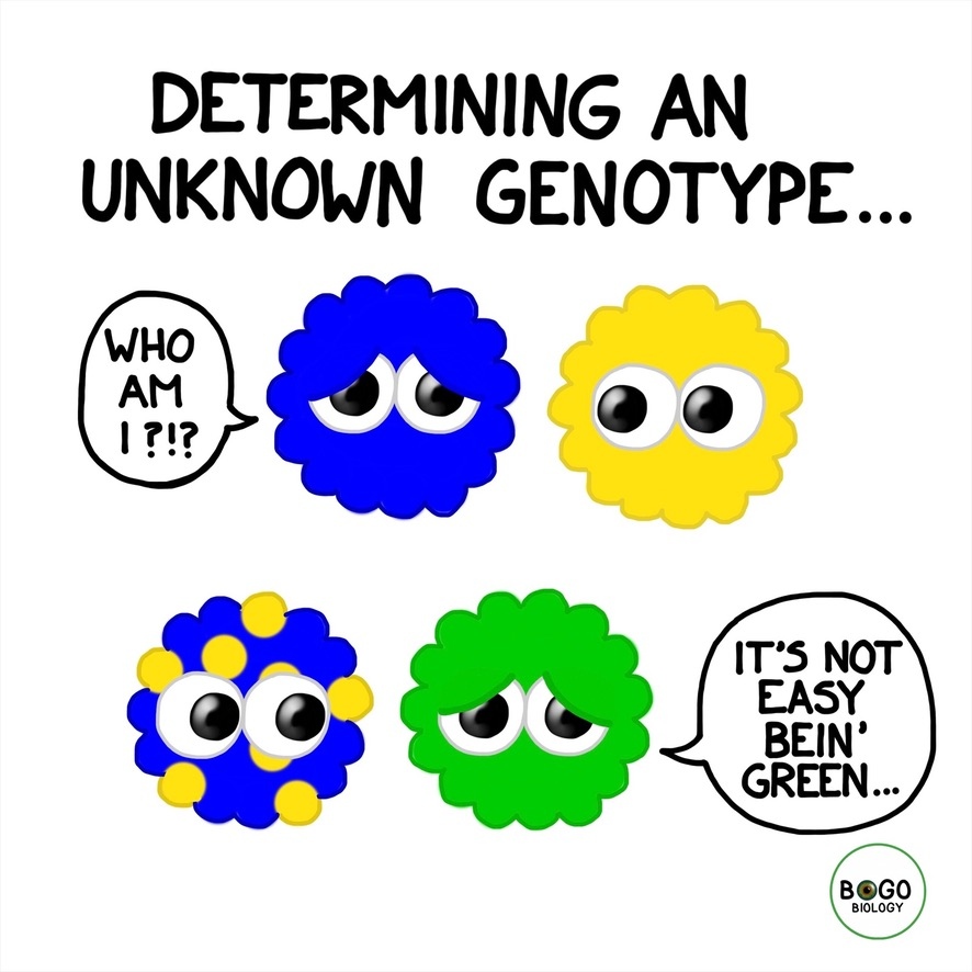 BOGObiology tweet media