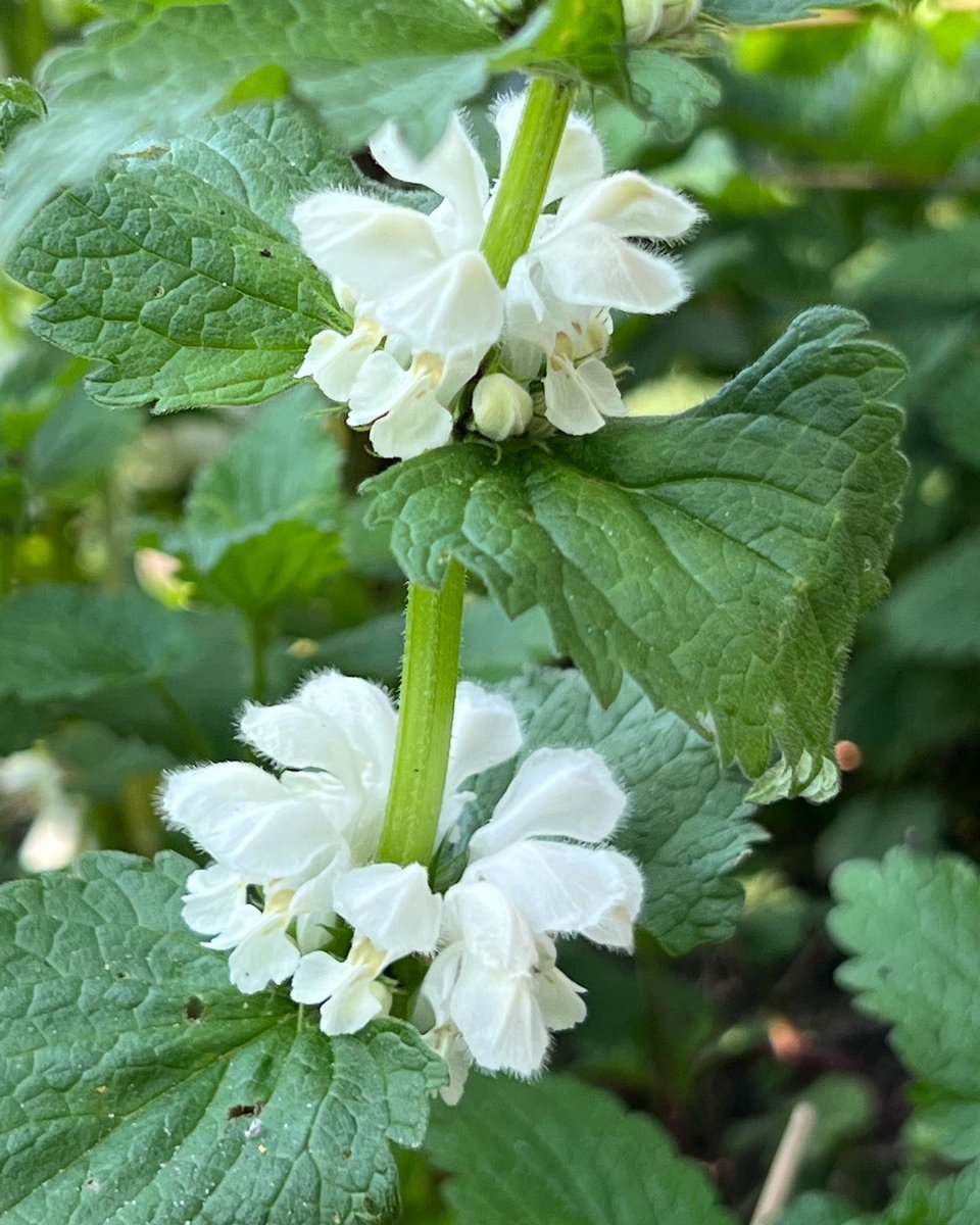GerdievanGerwen's tweet photo. Witte dovenetel. Voor bijen, vlinders en insecten. รn voor jezelf. Bloem, stengel en blad zijn eetbaar. Lekker in salade of als thee.
Dus, dit โonkruidโ niet omschoffelen maar koesteren ๐ฉโ๐พ #wildebloemen #gerdiesgarden #bijentuin #wittedovenetel https://t.co/4uXbI67knP
